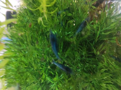 Blue shrimp