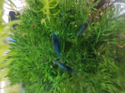 Blue shrimp